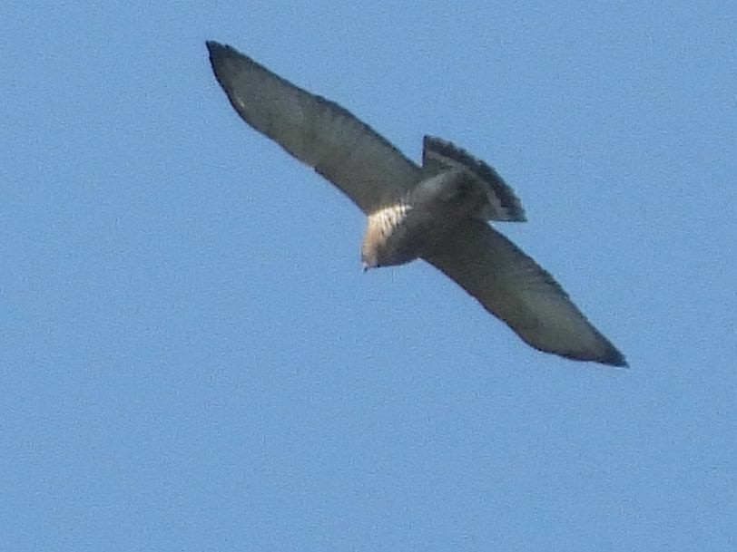 Broad-winged Hawk - ML641924956