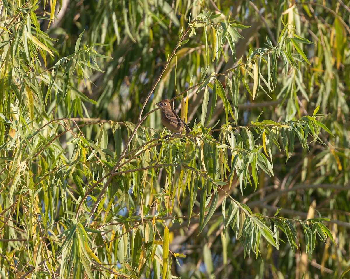 Blue Grosbeak - ML641924957