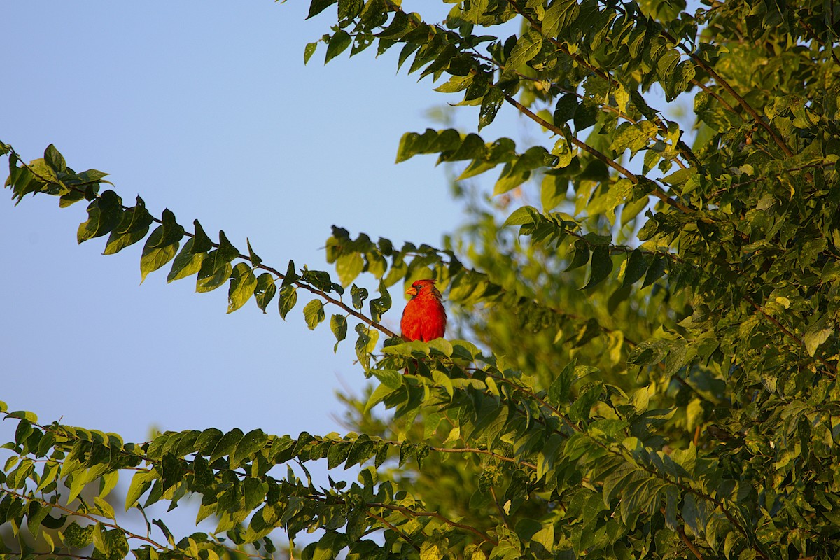 Northern Cardinal - ML641924959