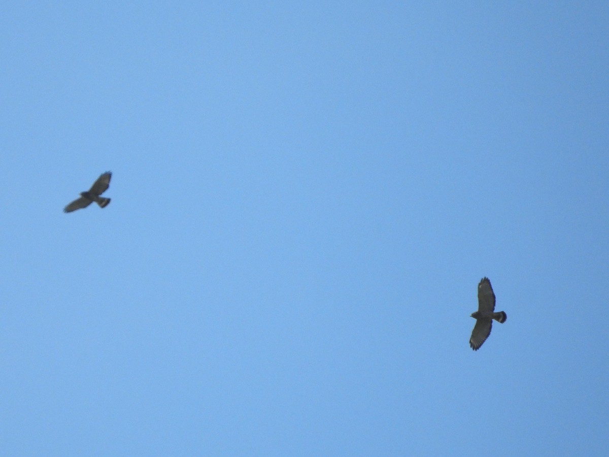 Broad-winged Hawk - ML641924964