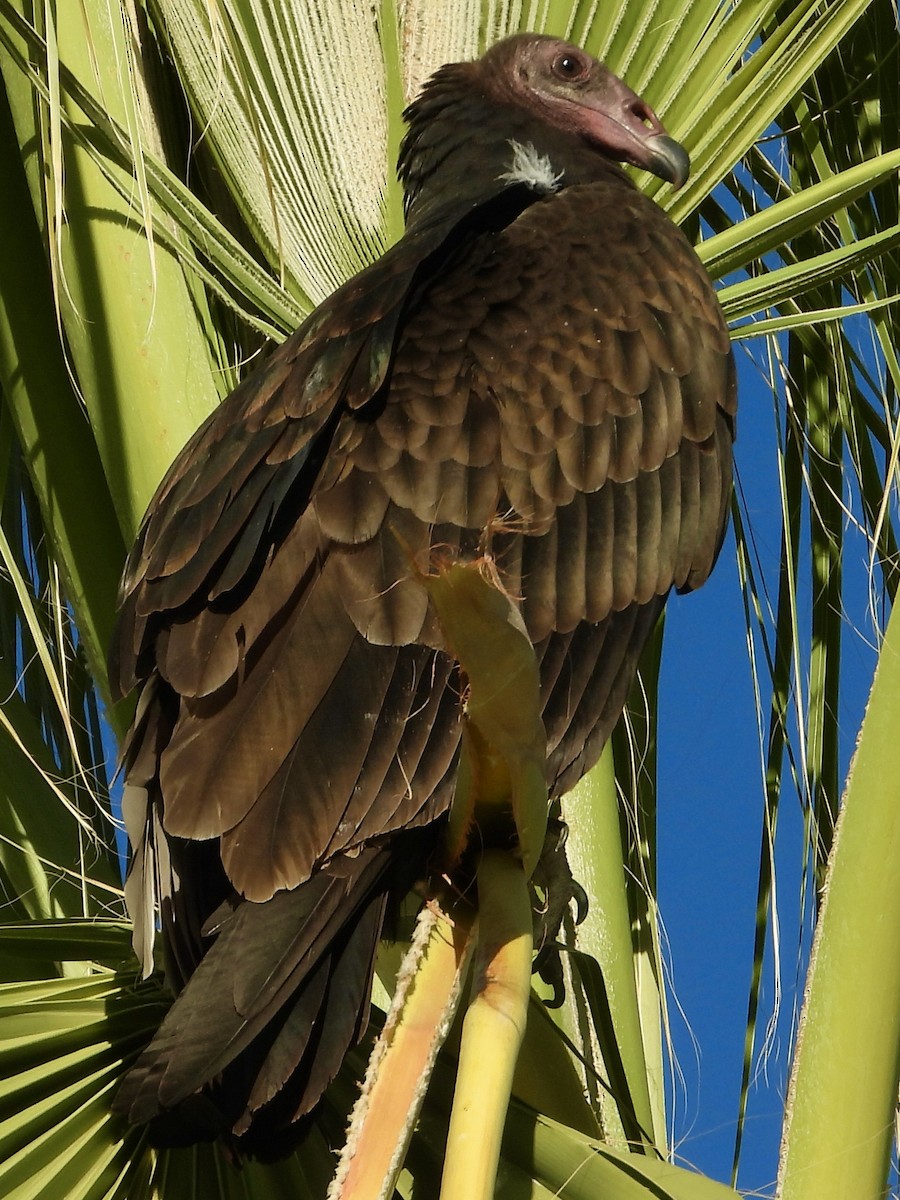 Turkey Vulture - ML641924965