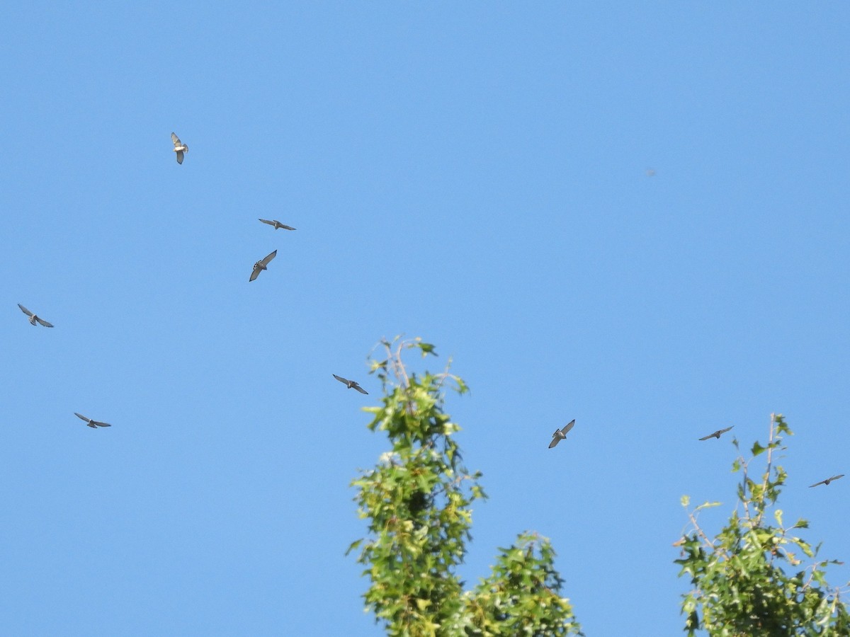 Broad-winged Hawk - ML641924970