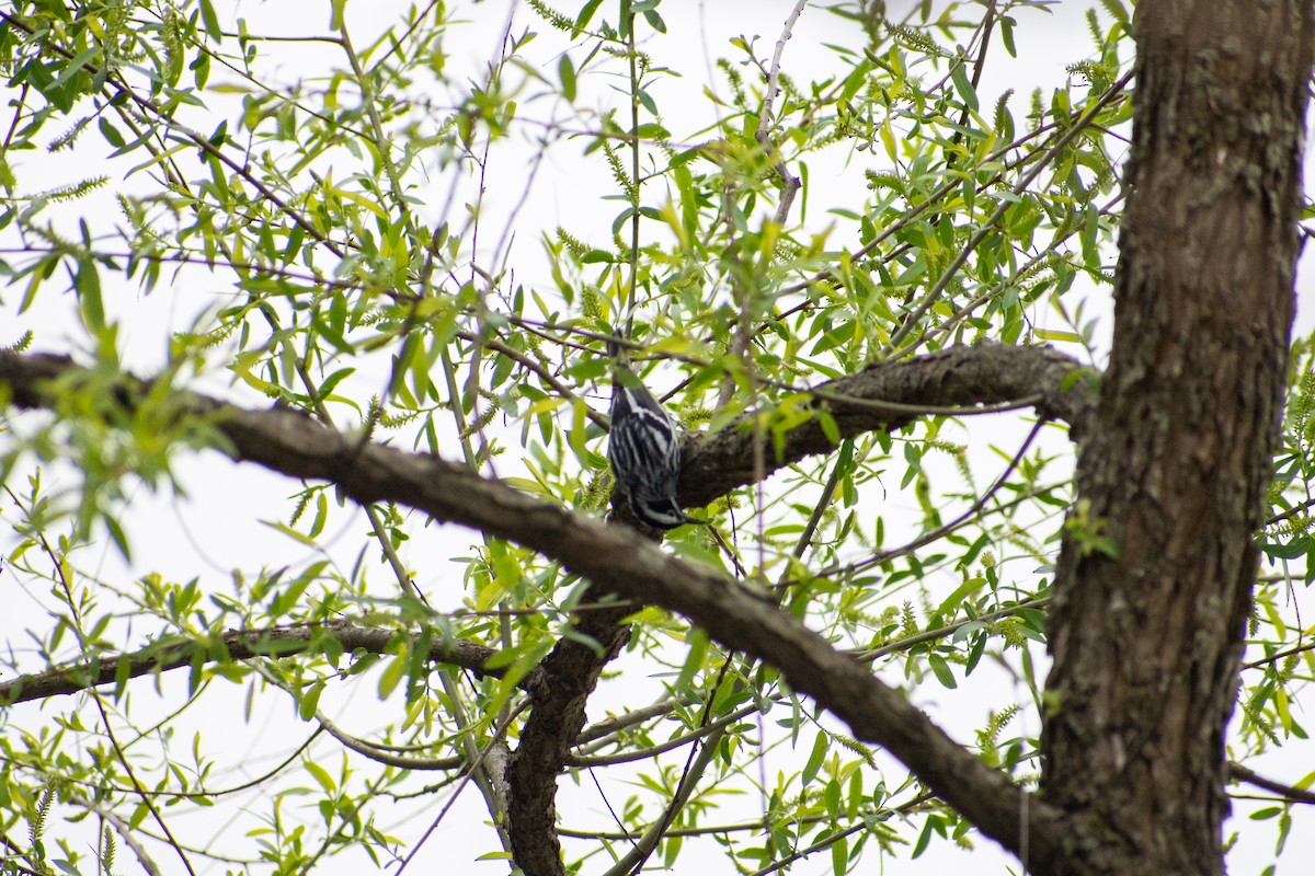 Black-and-white Warbler - ML641924971