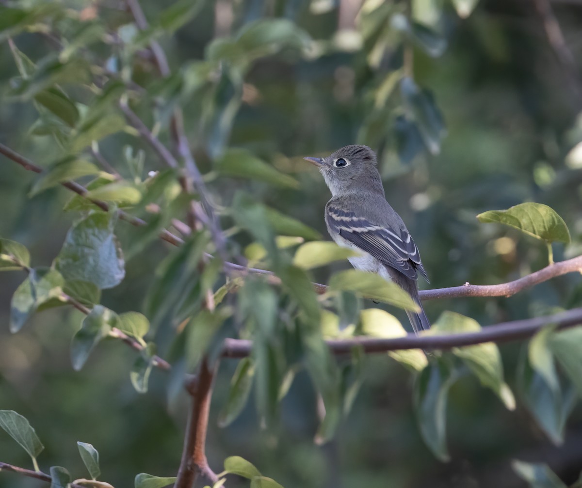 Western Flycatcher (Pacific-slope) - ML641924974