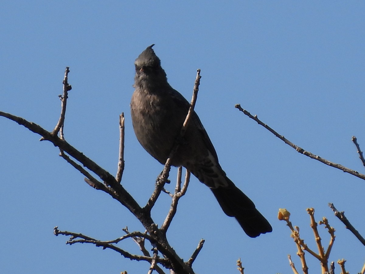Phainopepla - ML641924976