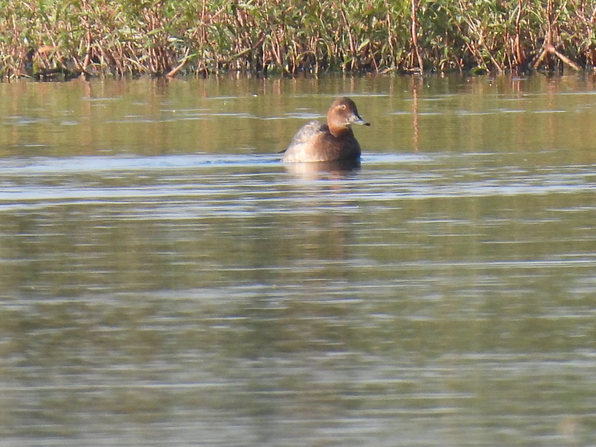 Common Pochard - ML641924986