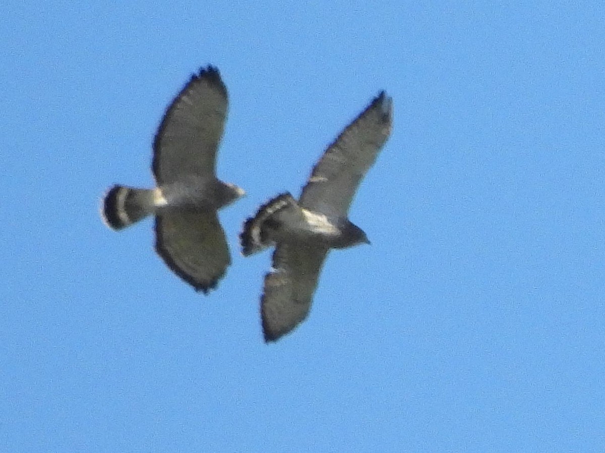 Broad-winged Hawk - ML641924987