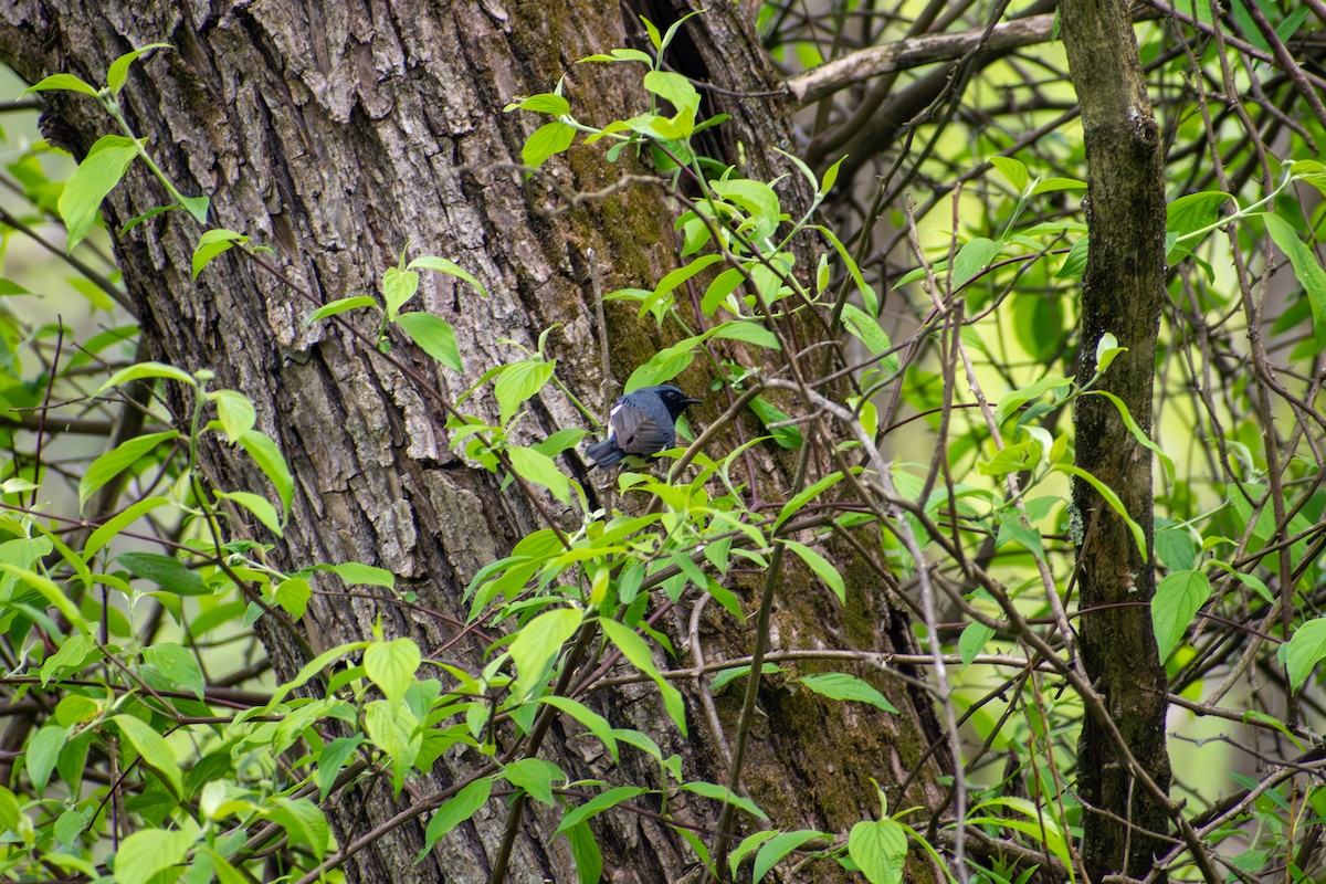 Black-throated Blue Warbler - ML641924990