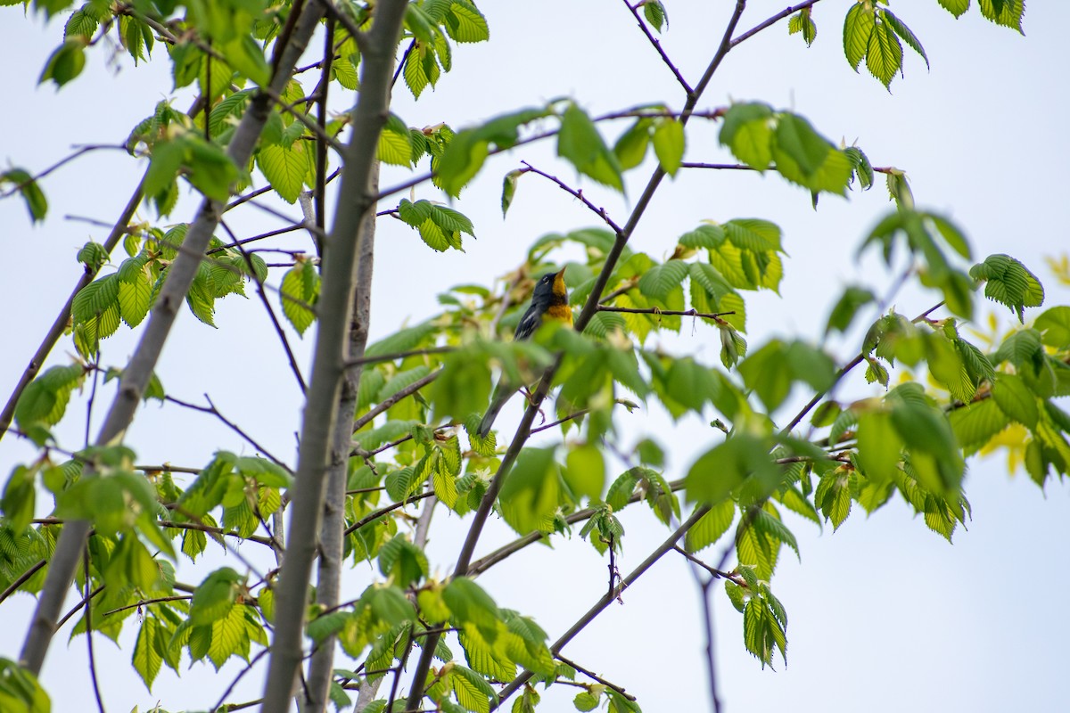 Northern Parula - ML641925008