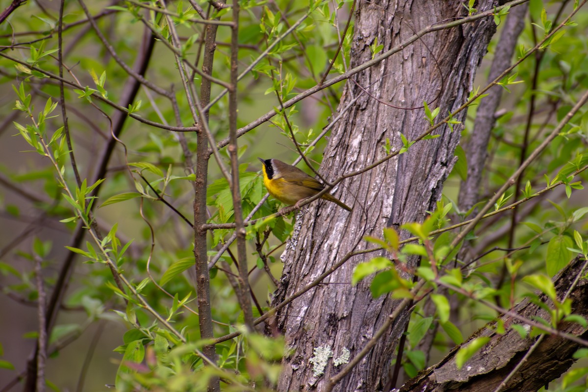 Common Yellowthroat - ML641925018