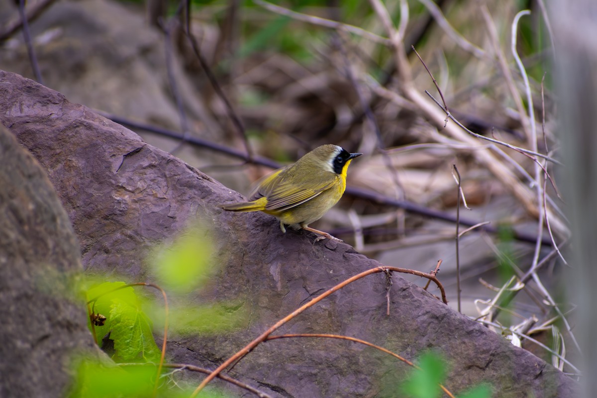 Common Yellowthroat - ML641925019