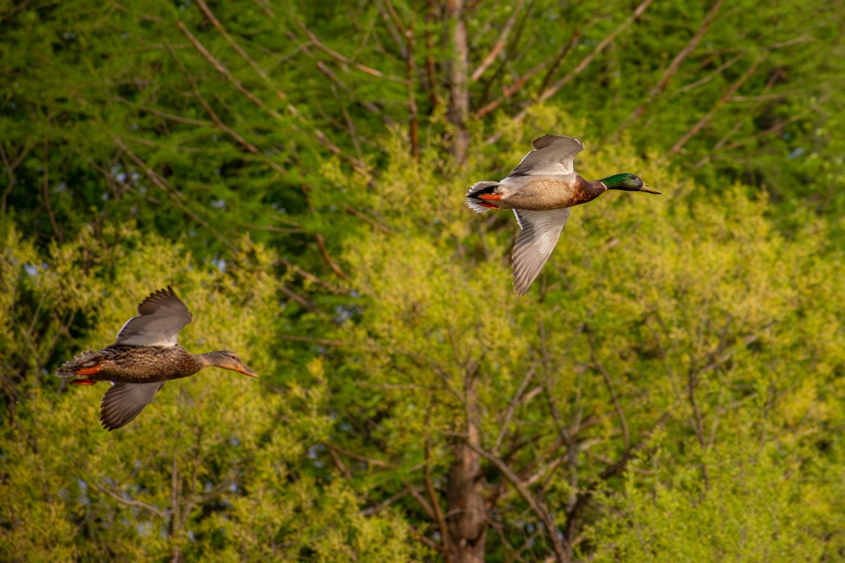 Mallard - ML641925027