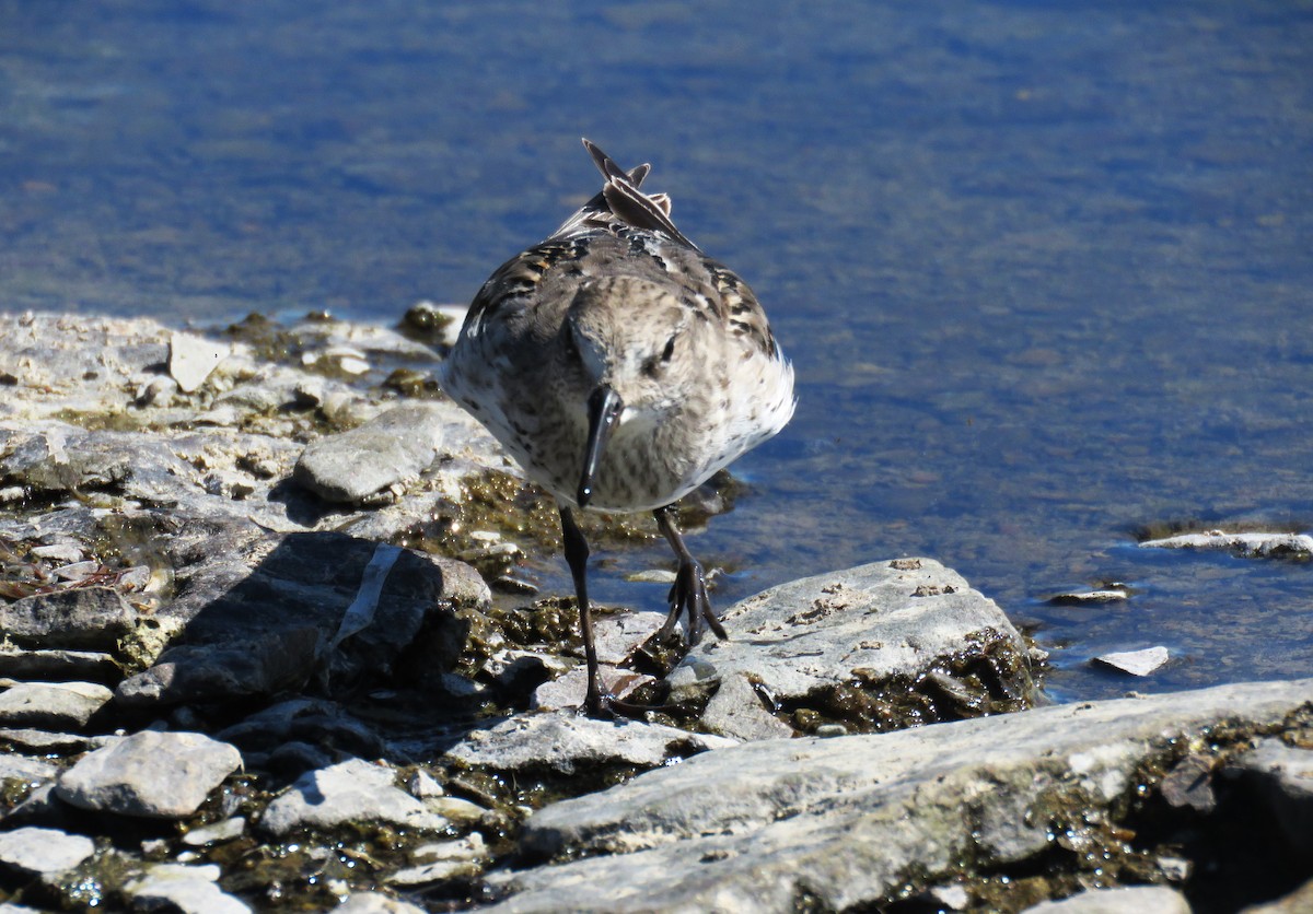 Weißbürzel-Strandläufer - ML641925028