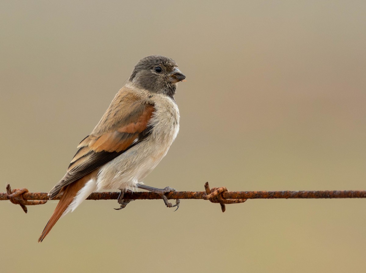 Black-headed Canary - ML641925030
