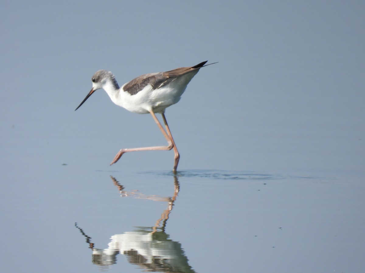 Black-winged Stilt - ML641925032