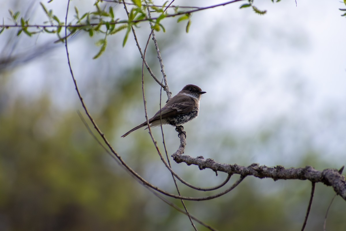 Eastern Phoebe - ML641925036
