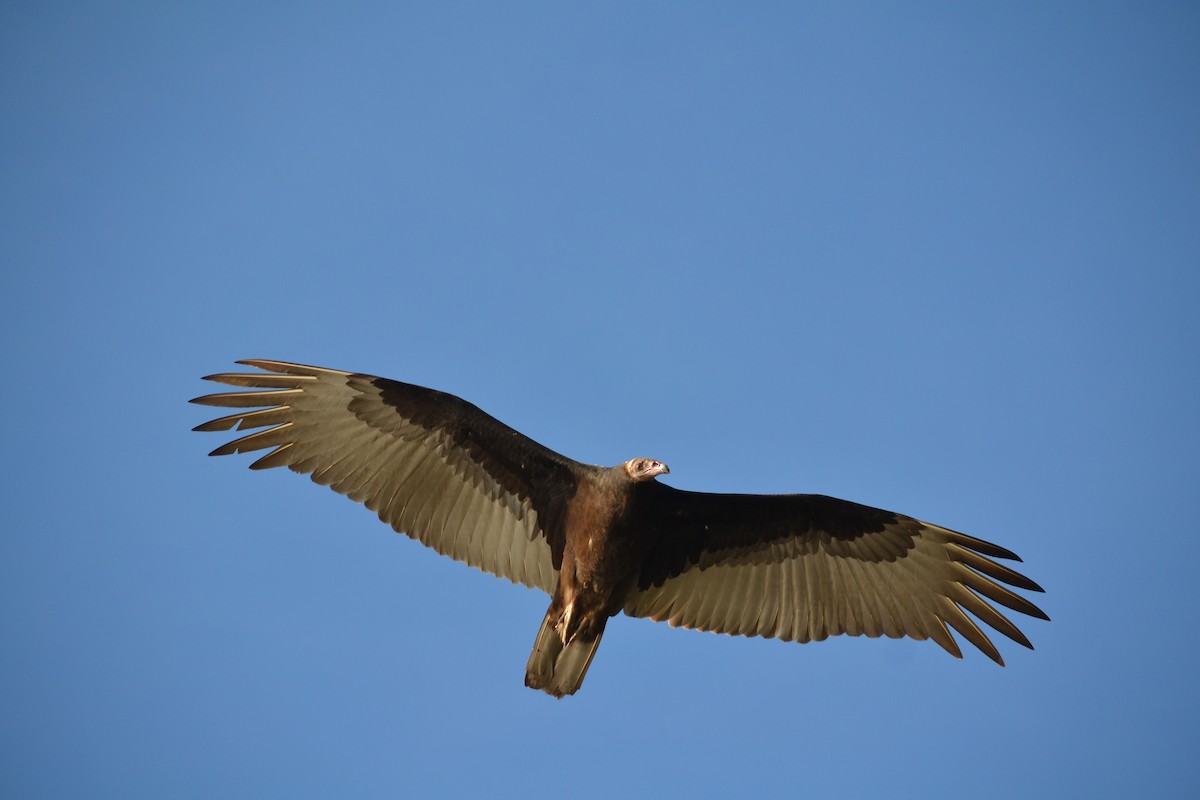 Turkey Vulture - ML641925042