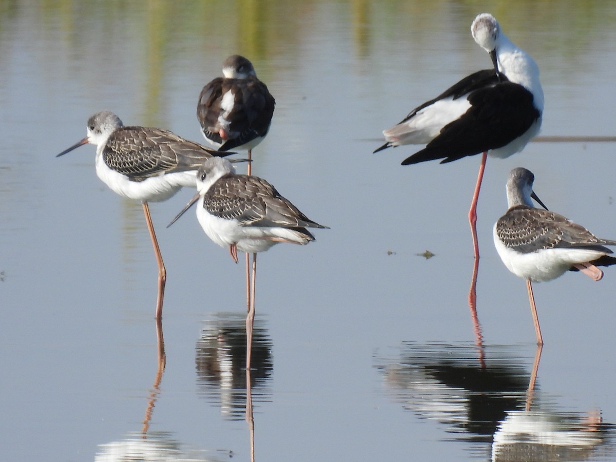 Black-winged Stilt - ML641925043