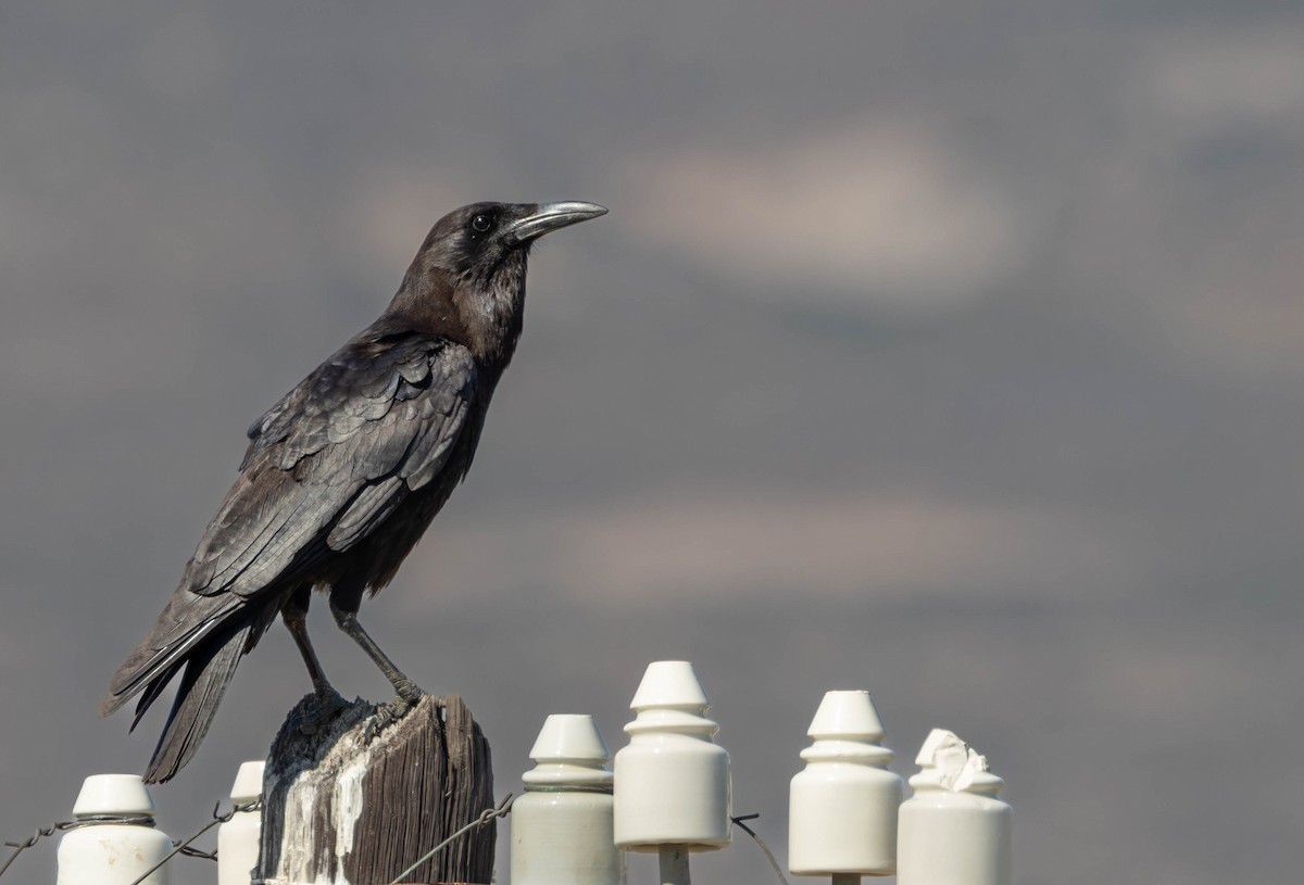 Cape Crow - ML641925083