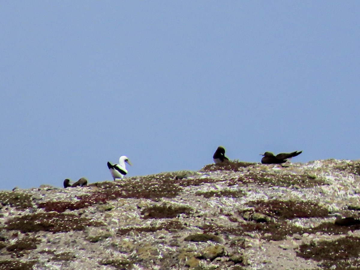 Masked Booby - ML641925155