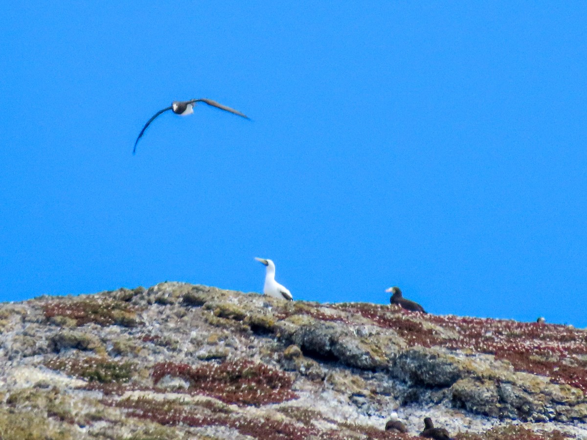 Masked Booby - ML641925162