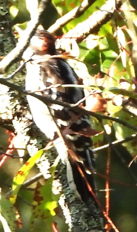 Downy Woodpecker - ML641925192