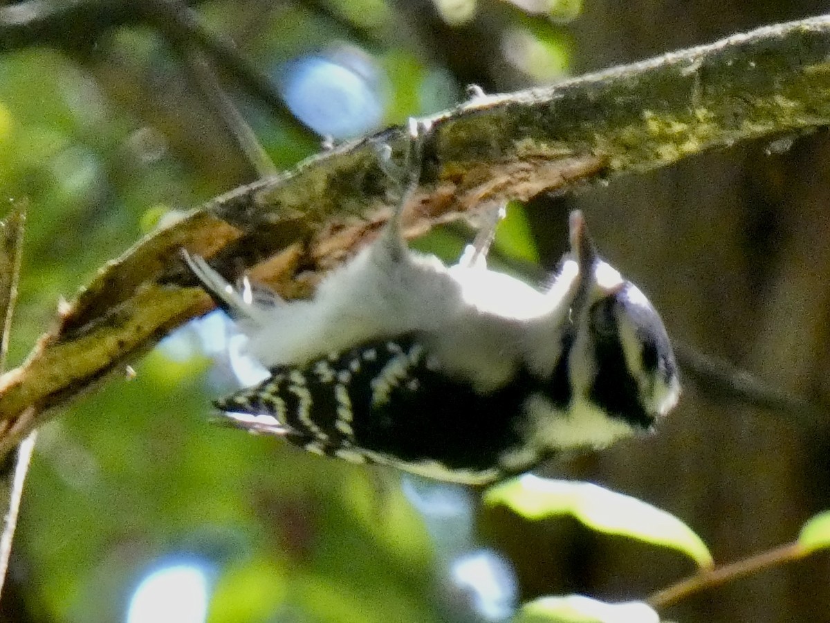 Downy Woodpecker - ML641925193