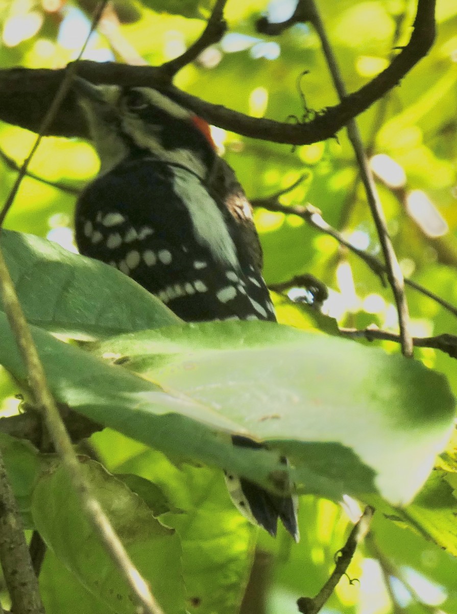 Downy Woodpecker - ML641925194