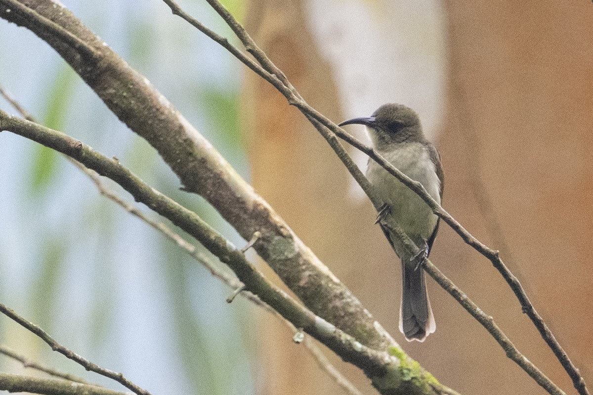 Olive Sunbird - ML641925203