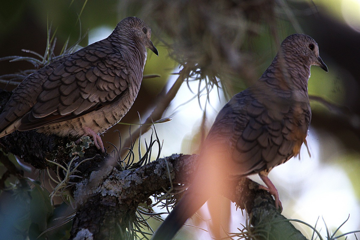 Inca Dove - ML641925214