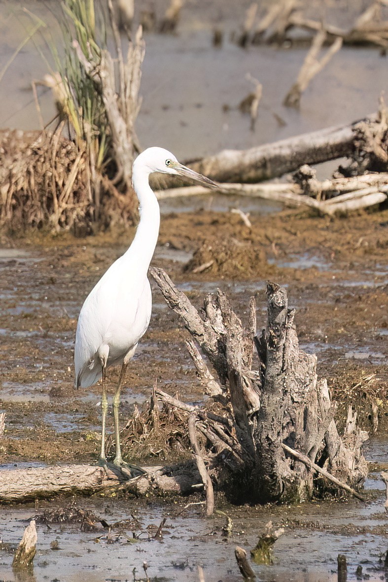 Little Blue Heron - ML641925228