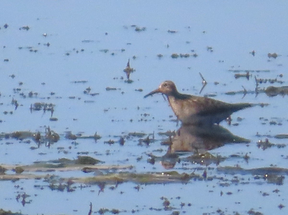 Pectoral Sandpiper - ML641925243