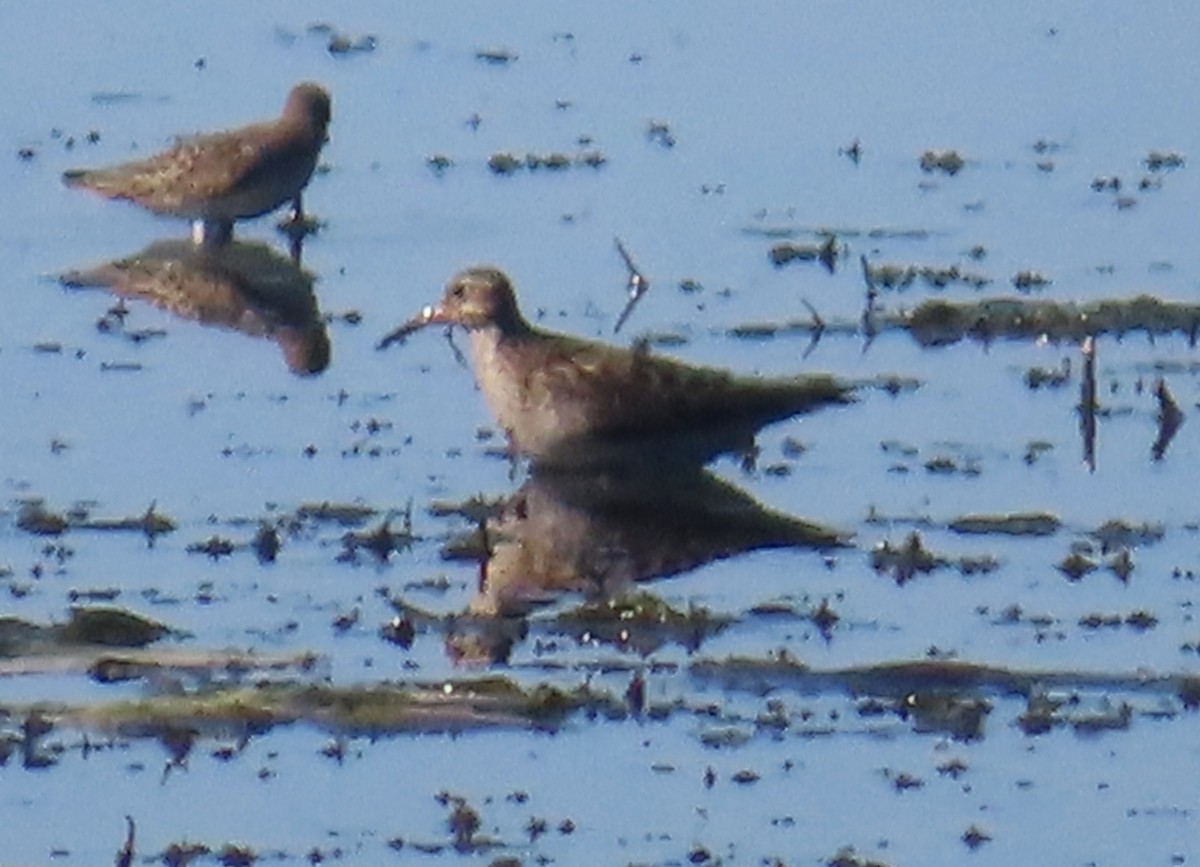 Pectoral Sandpiper - ML641925244