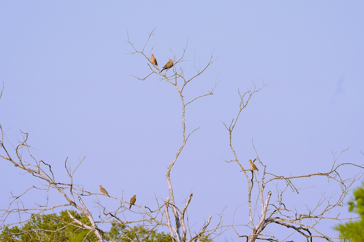 Mourning Dove - ML641925246