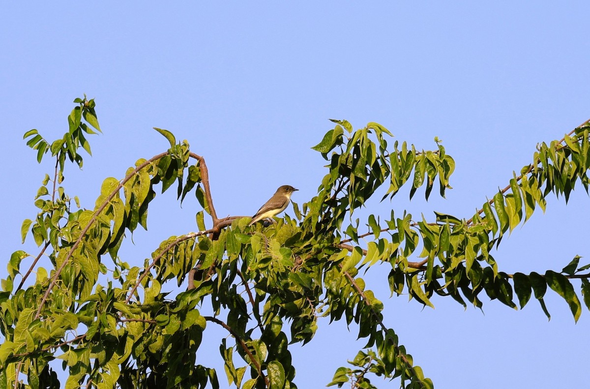 Eastern Phoebe - ML641925259