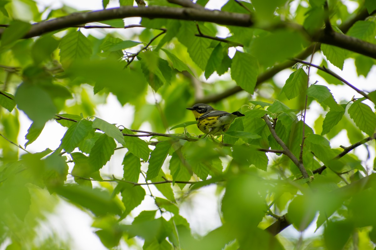 Magnolia Warbler - ML641925287