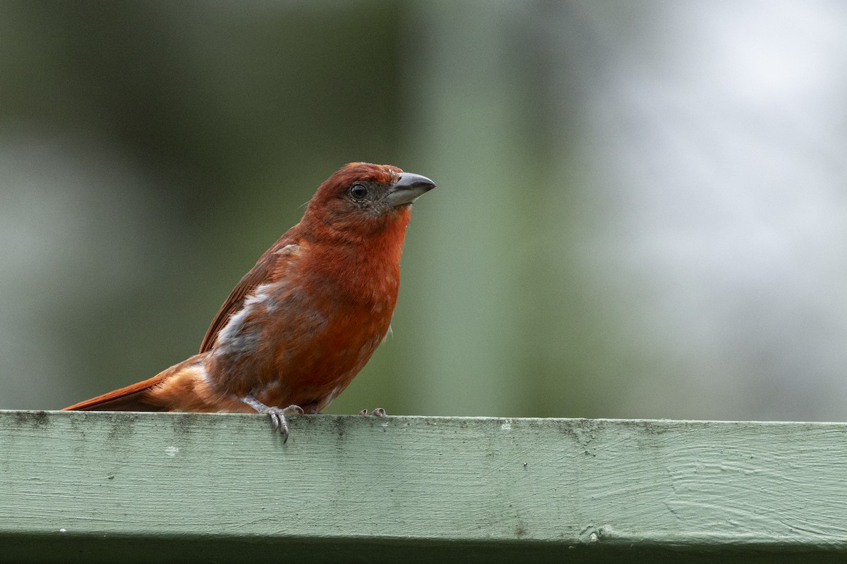Hepatic Tanager - ML641925309