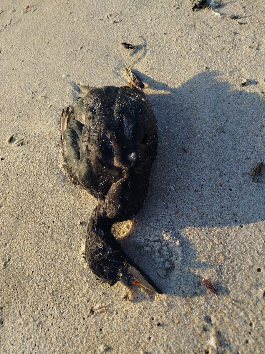 Common Scoter - ML641925317