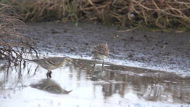 Pectoral Sandpiper - ML641925321