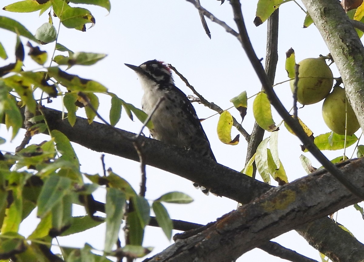 Nuttall's Woodpecker - ML641925335