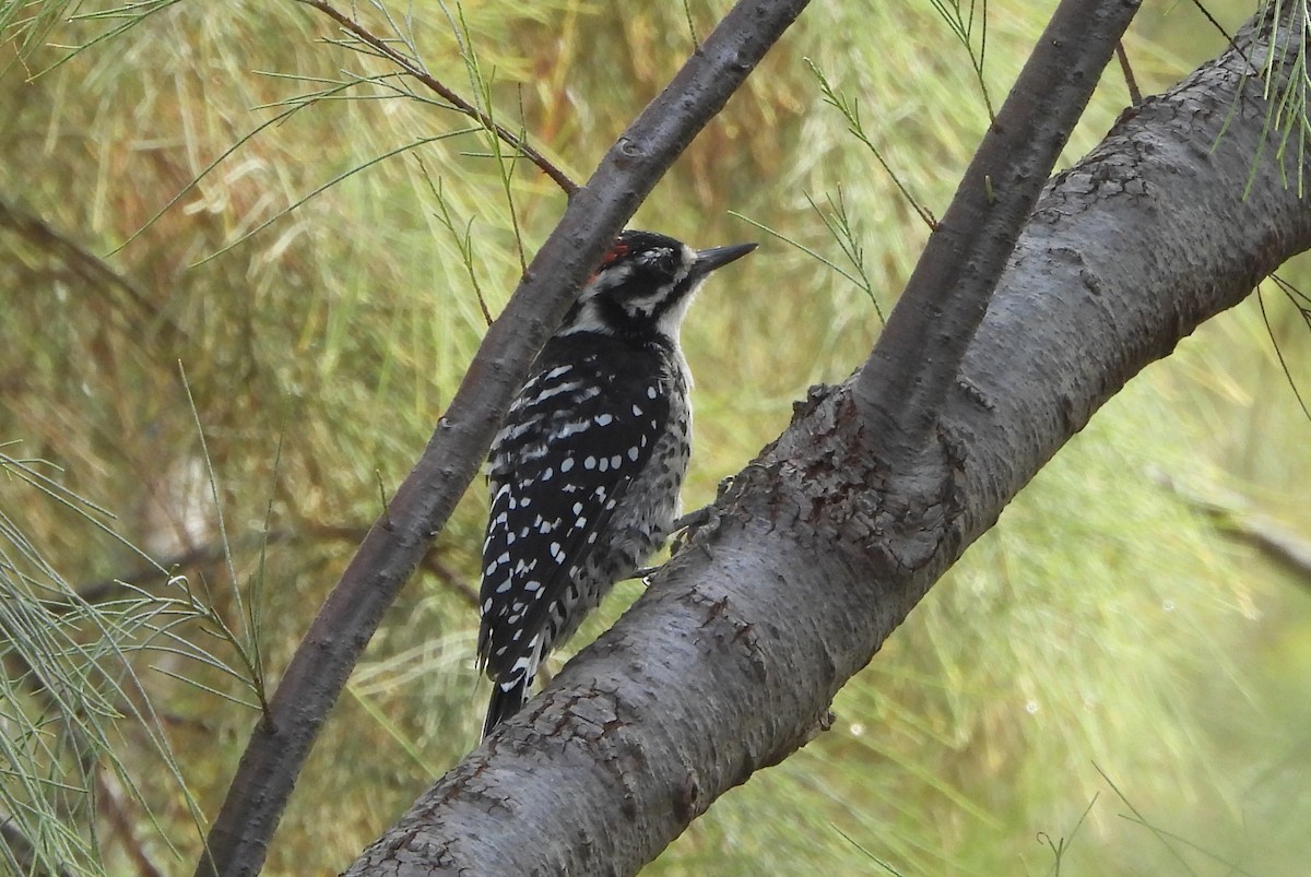 Nuttall's Woodpecker - ML641925336