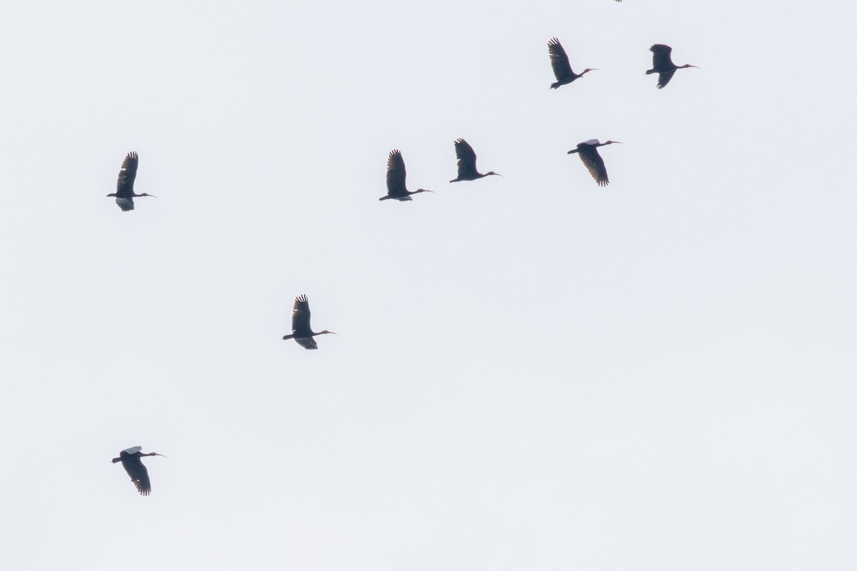 Bare-faced Ibis - ML641925372