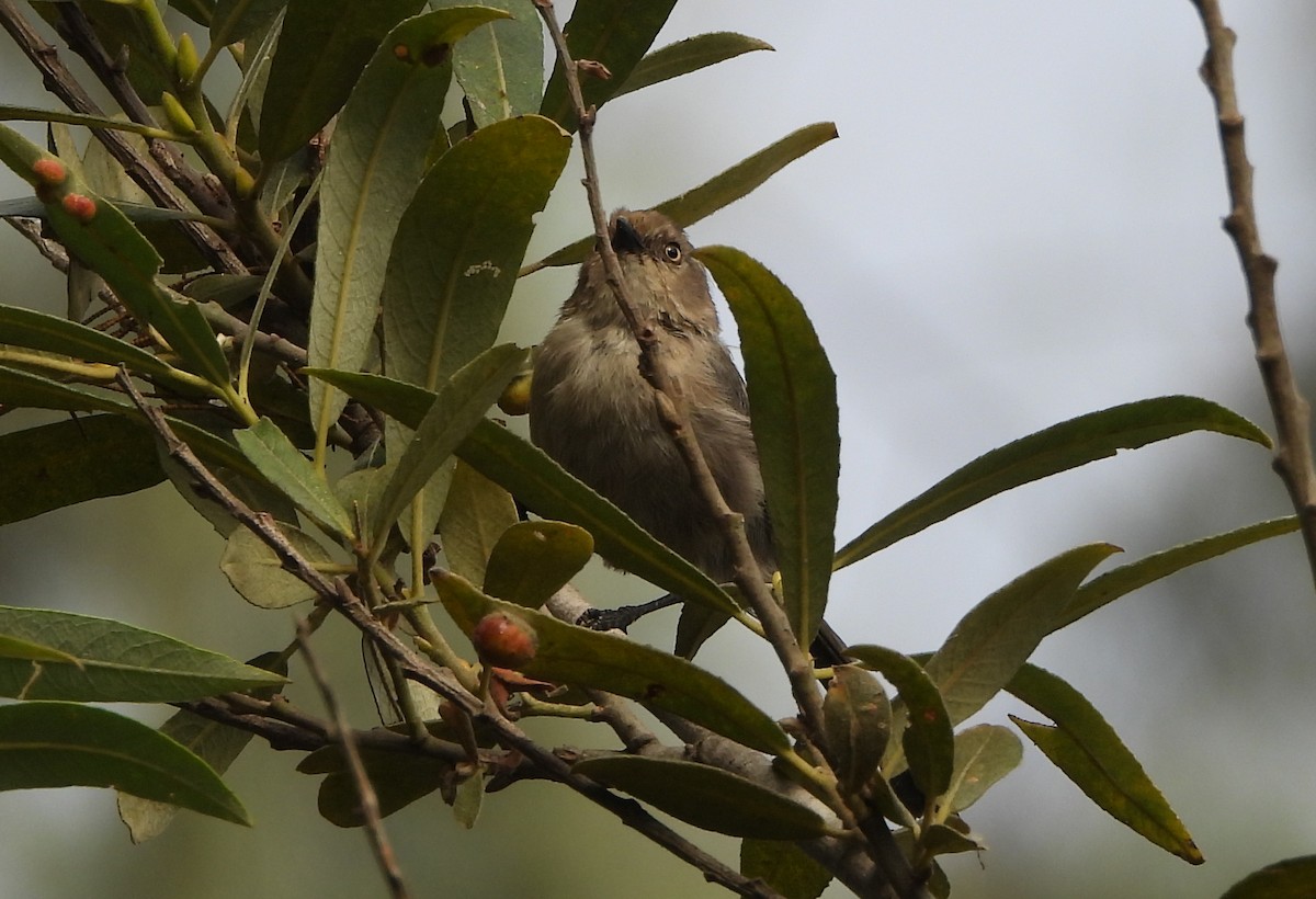 Bushtit - ML641925376