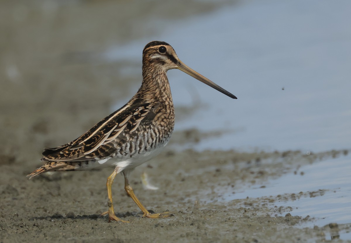 Common Snipe - ML641925378