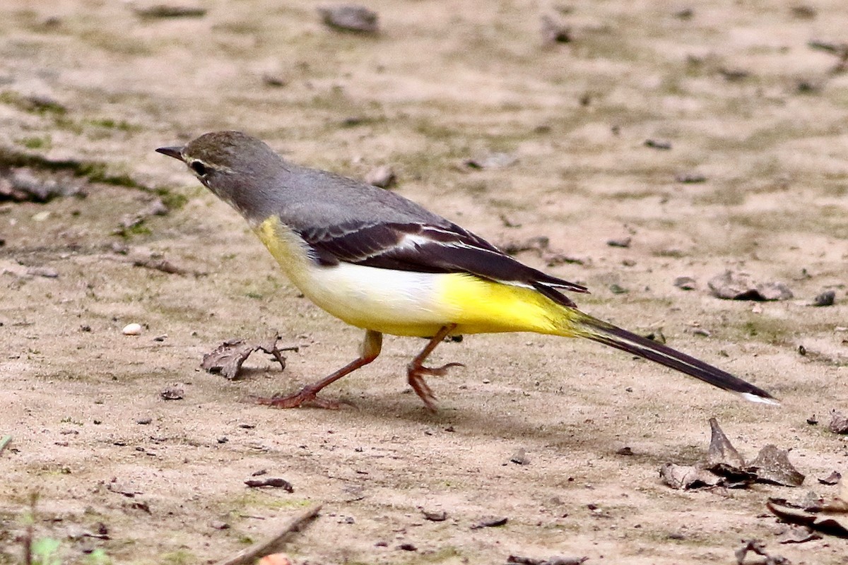 Gray Wagtail - ML641925380