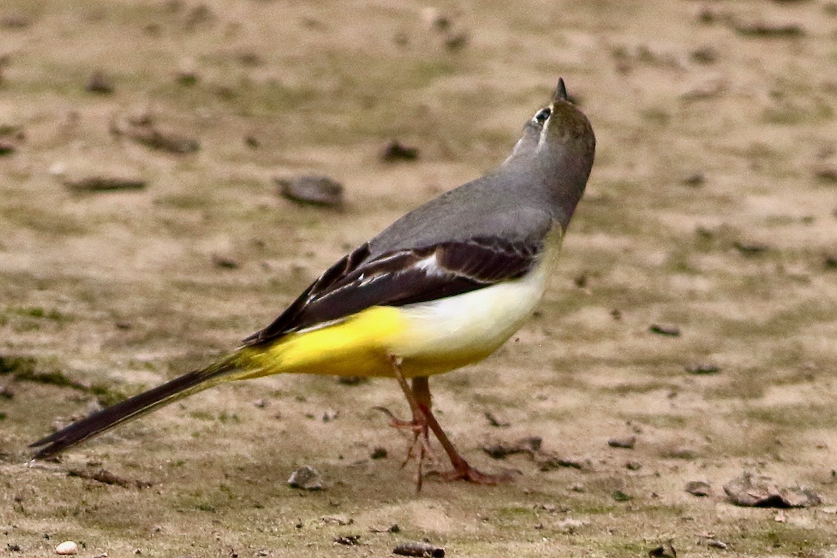 Gray Wagtail - ML641925381