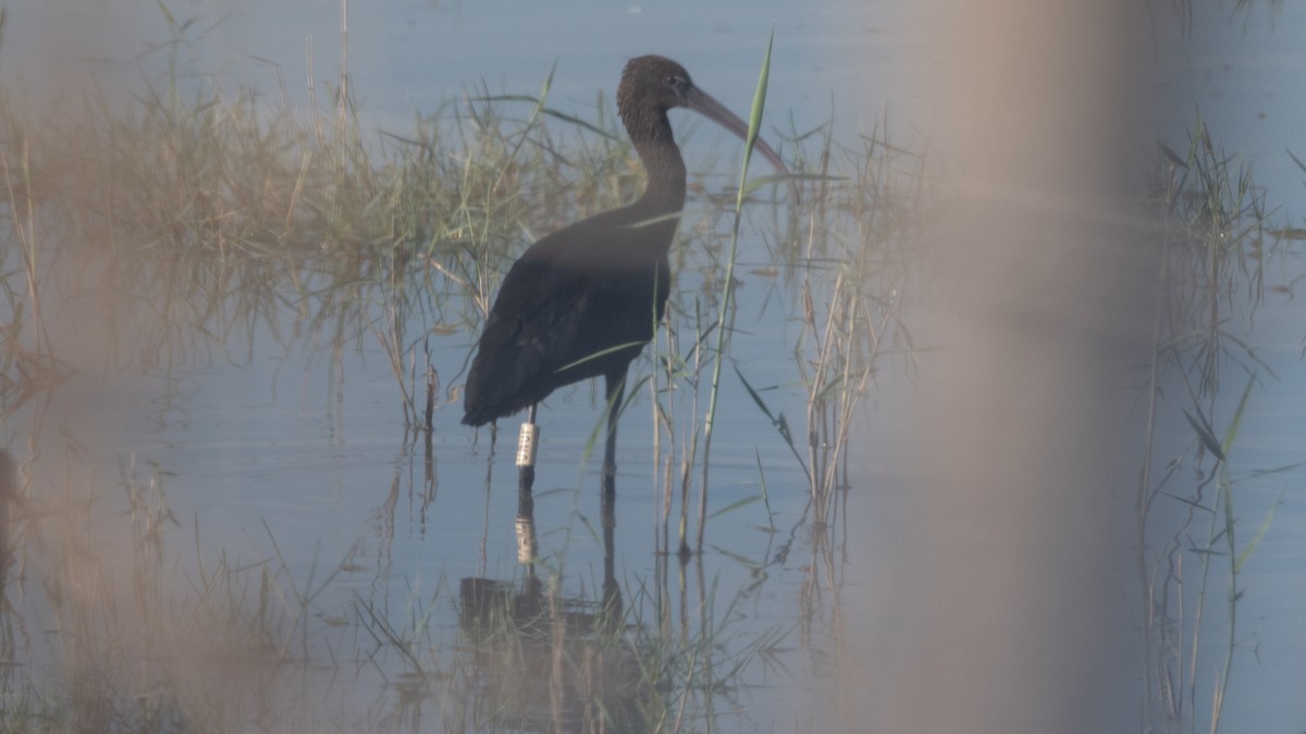 Glossy Ibis - ML641925391