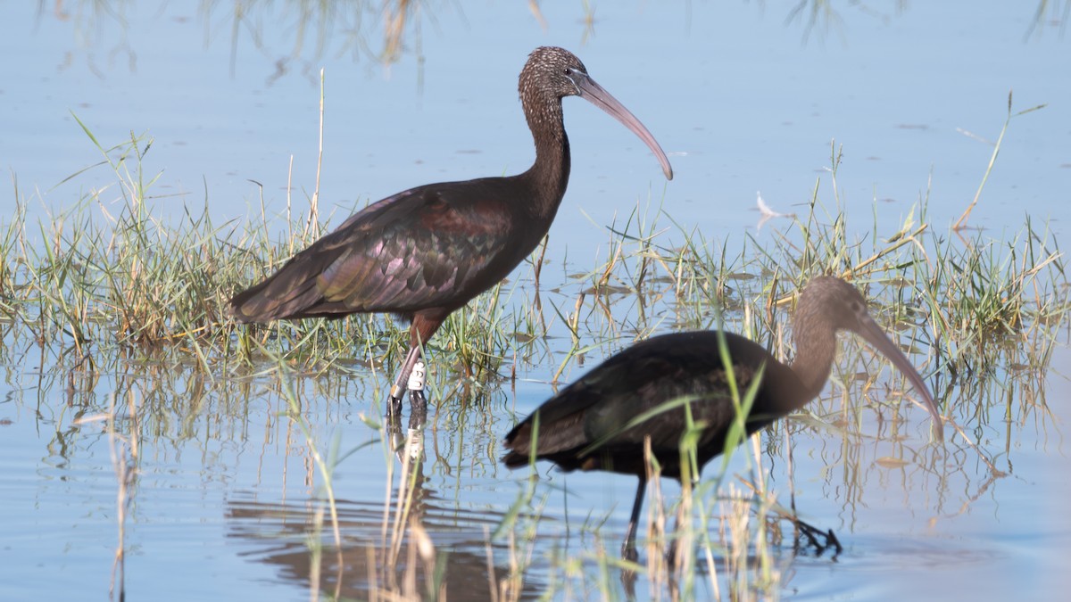 Glossy Ibis - ML641925392