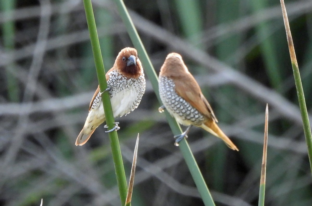 Scaly-breasted Munia - ML641925397