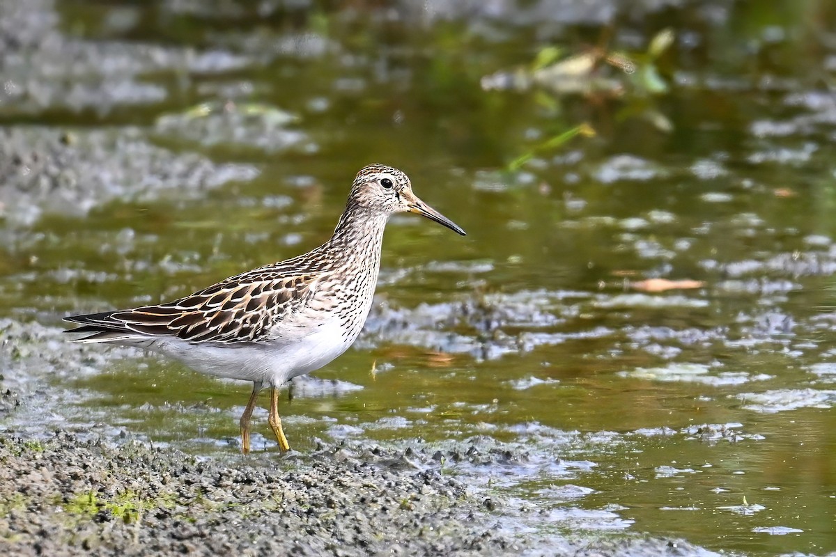 Pectoral Sandpiper - ML641925407